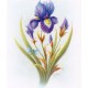 PRINT ROB POHL COLLECTION Violet Iris 1